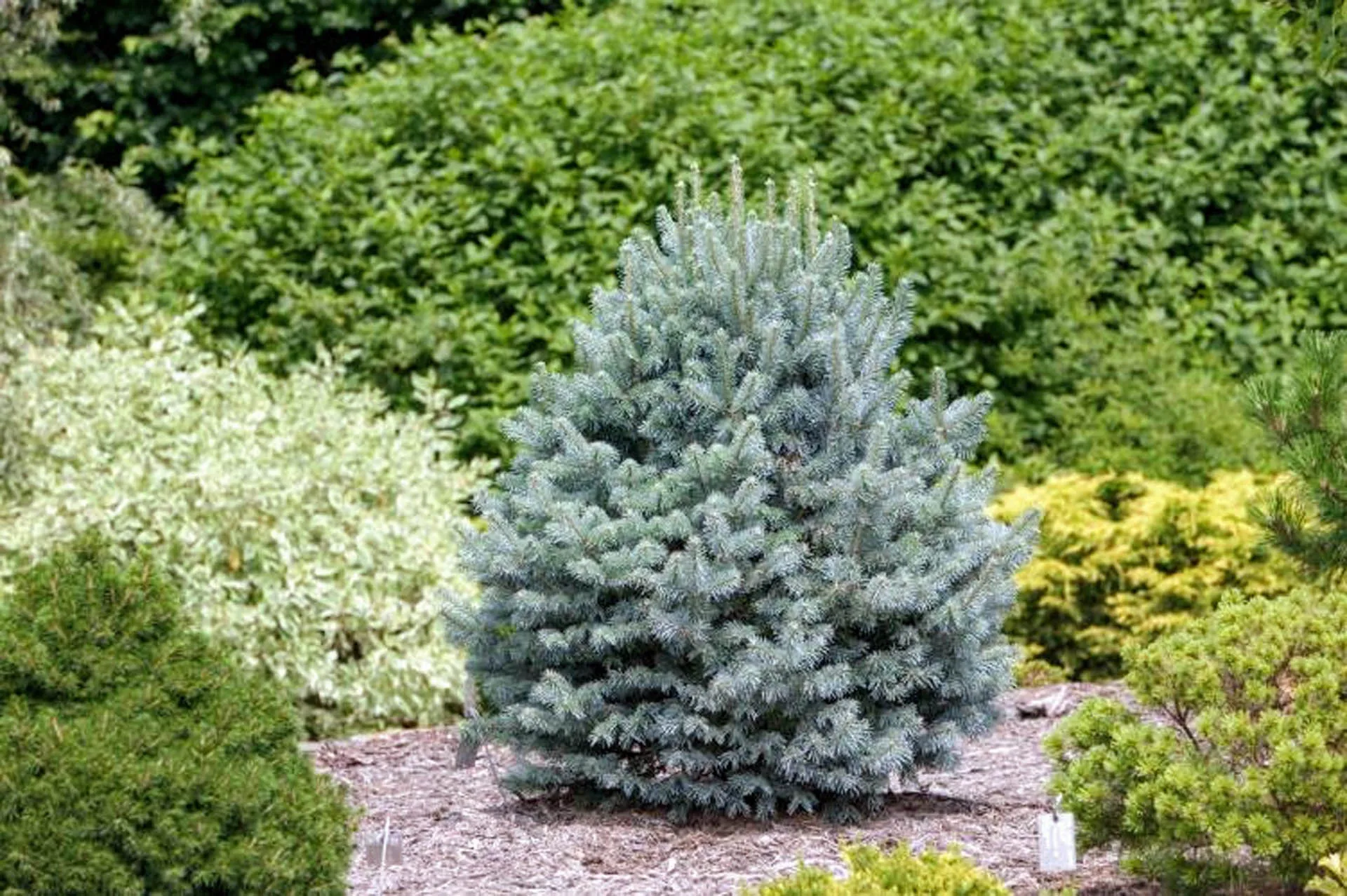 Abies lasiocarpa Glauca Compacta 5 gal