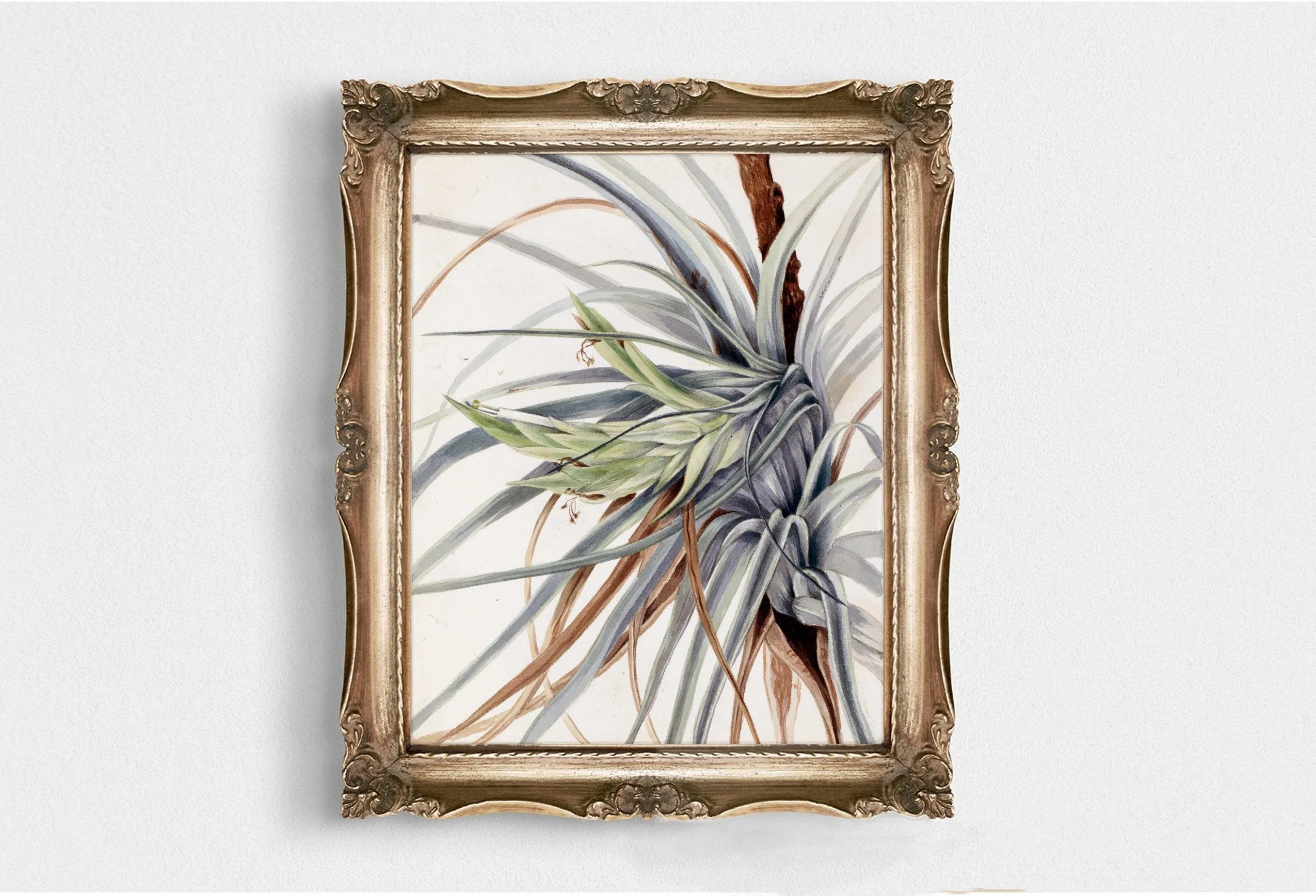 Printed Plant Vintage Kitchen Wall Art